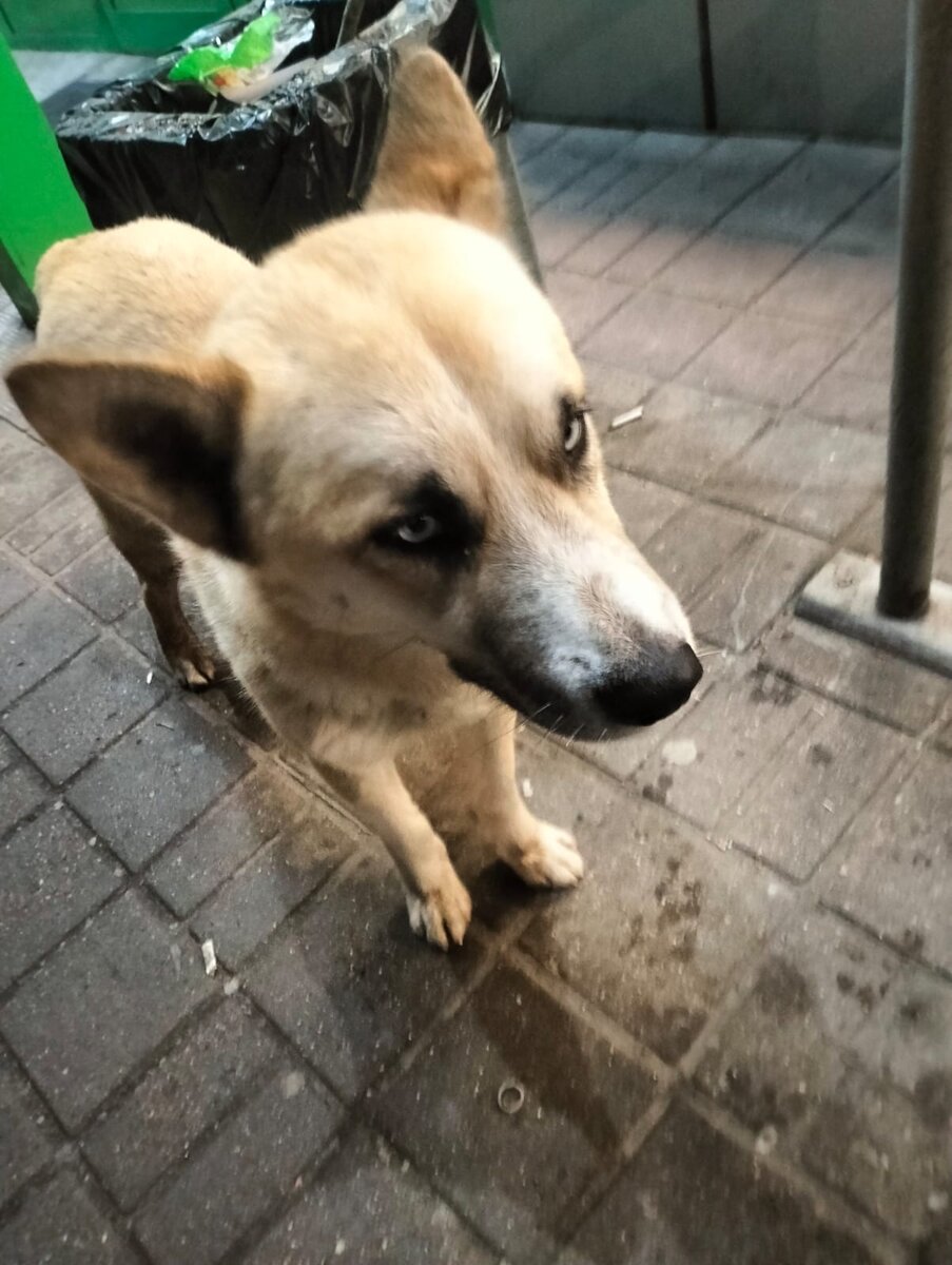 Лорд у того самого магазина