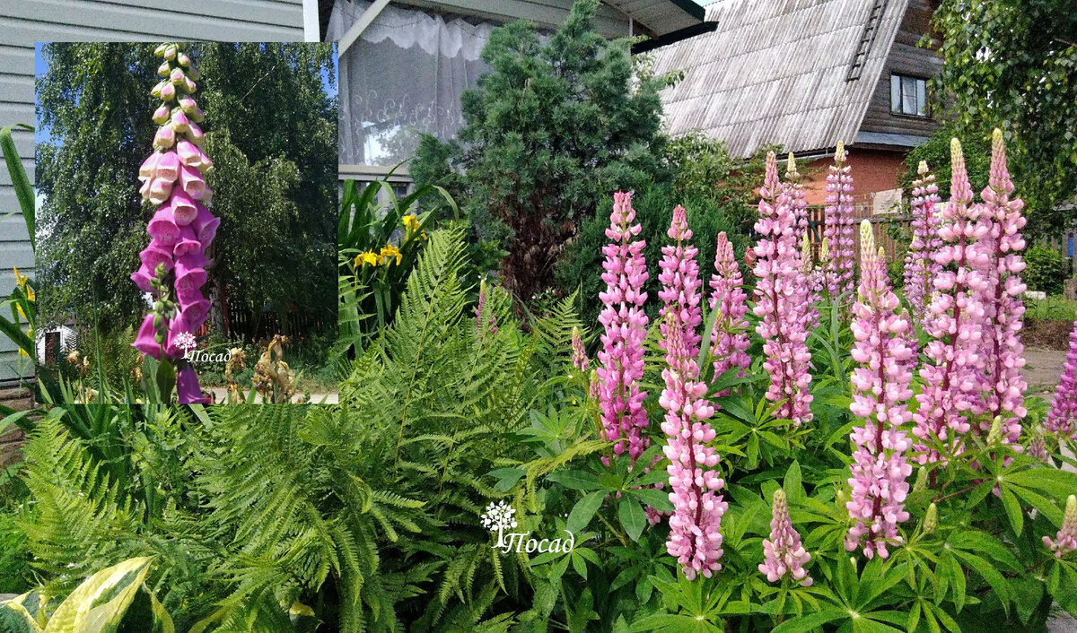 Люпин и наперстянка.