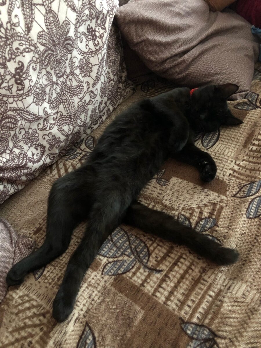 Нашли кошку 14-го числа. Тонированная четырка наша. Назвали Лада