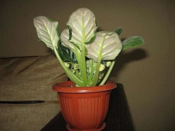 Фото из открытого источника