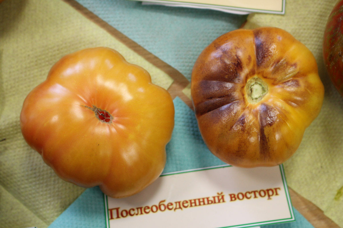 томат послеобеденный восторг описание. томат послеобеденный восторг отзывы. томат афтенун. томат елена. томат восторг садовода.