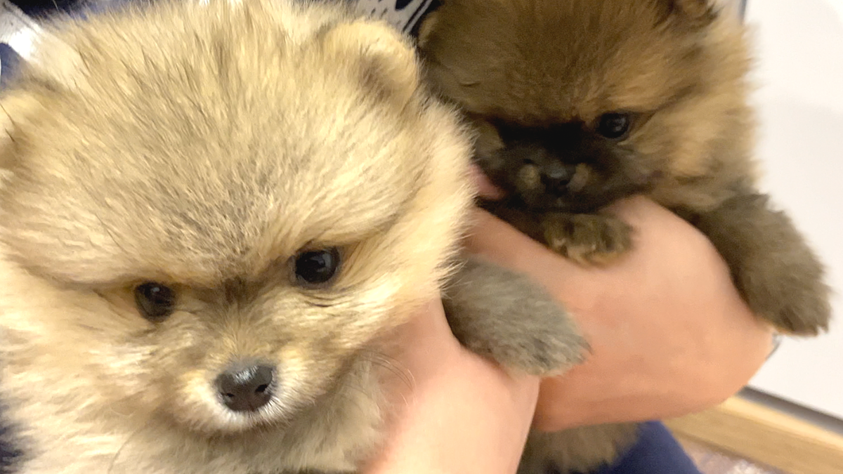 Щенкам шпица Бэллы 37 дней