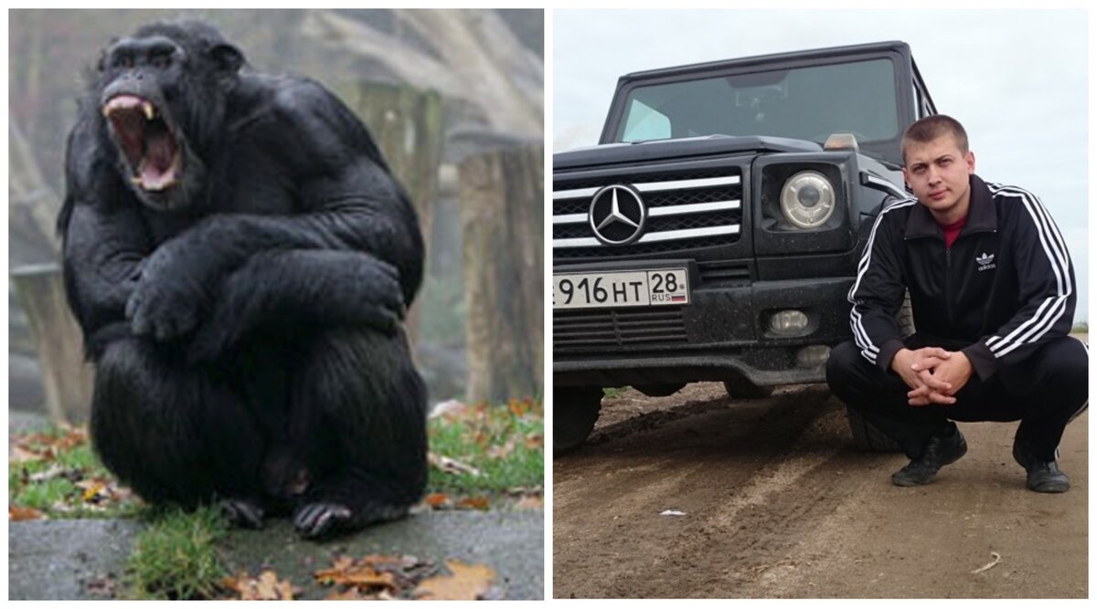 Базовый набор признаков настоящего альфа-самца в живой природе