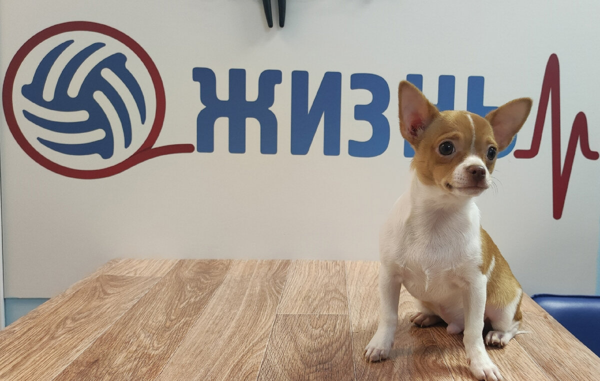 Чуви на первой вакцинации в ветеринарной клинике в Калуге "Жизнь"