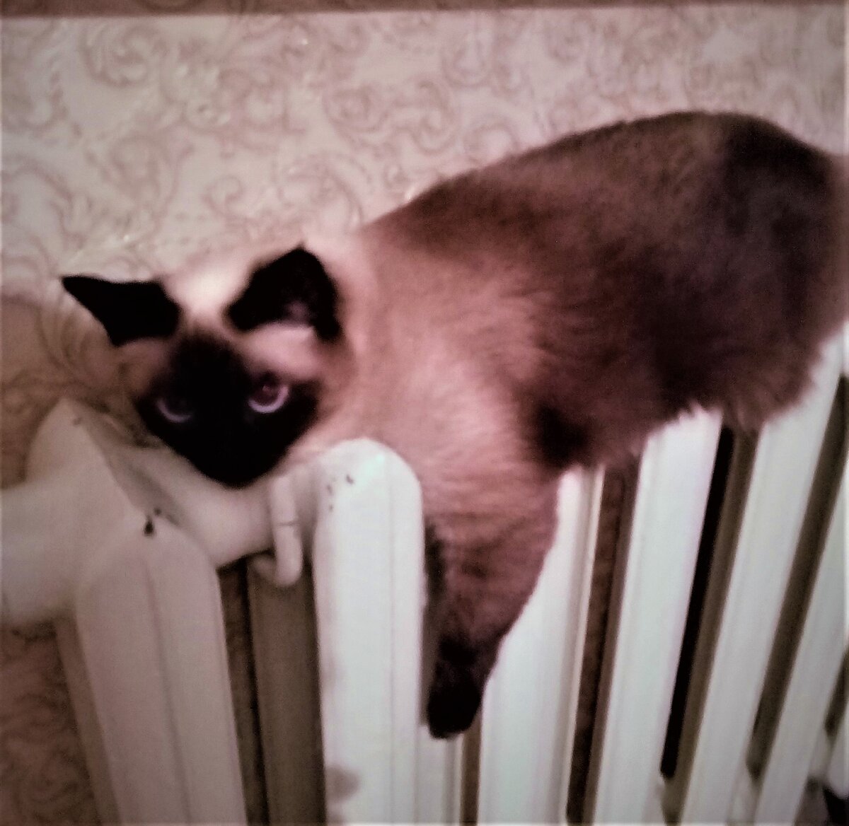 Печальная Ева. Фото автора канала.