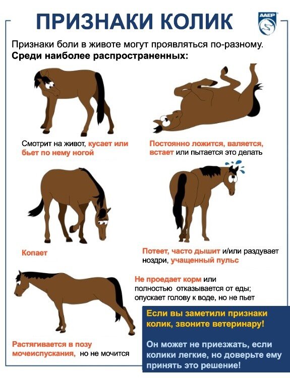 Первая помощь лошади: что должно быть в аптечке