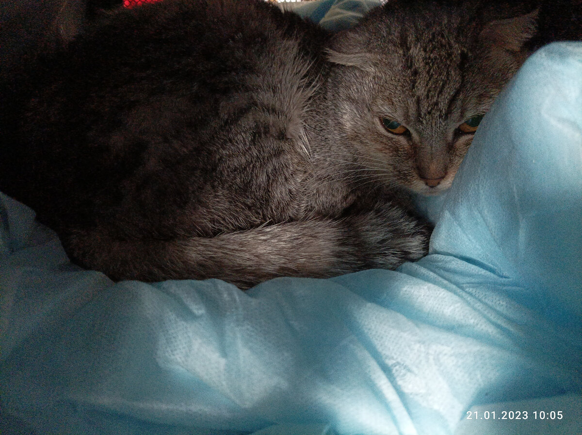 Сытая Дикушечка