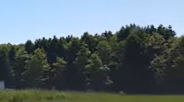 Еловый лес