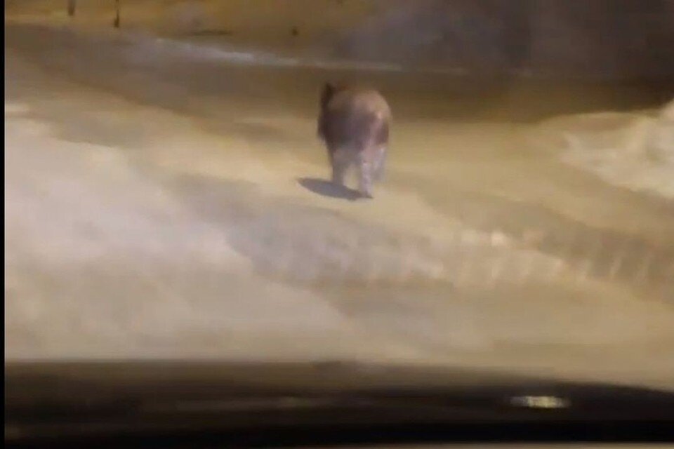     Кабан вышел на прогулку. Фото: скриншот из видео "АСТ-54"