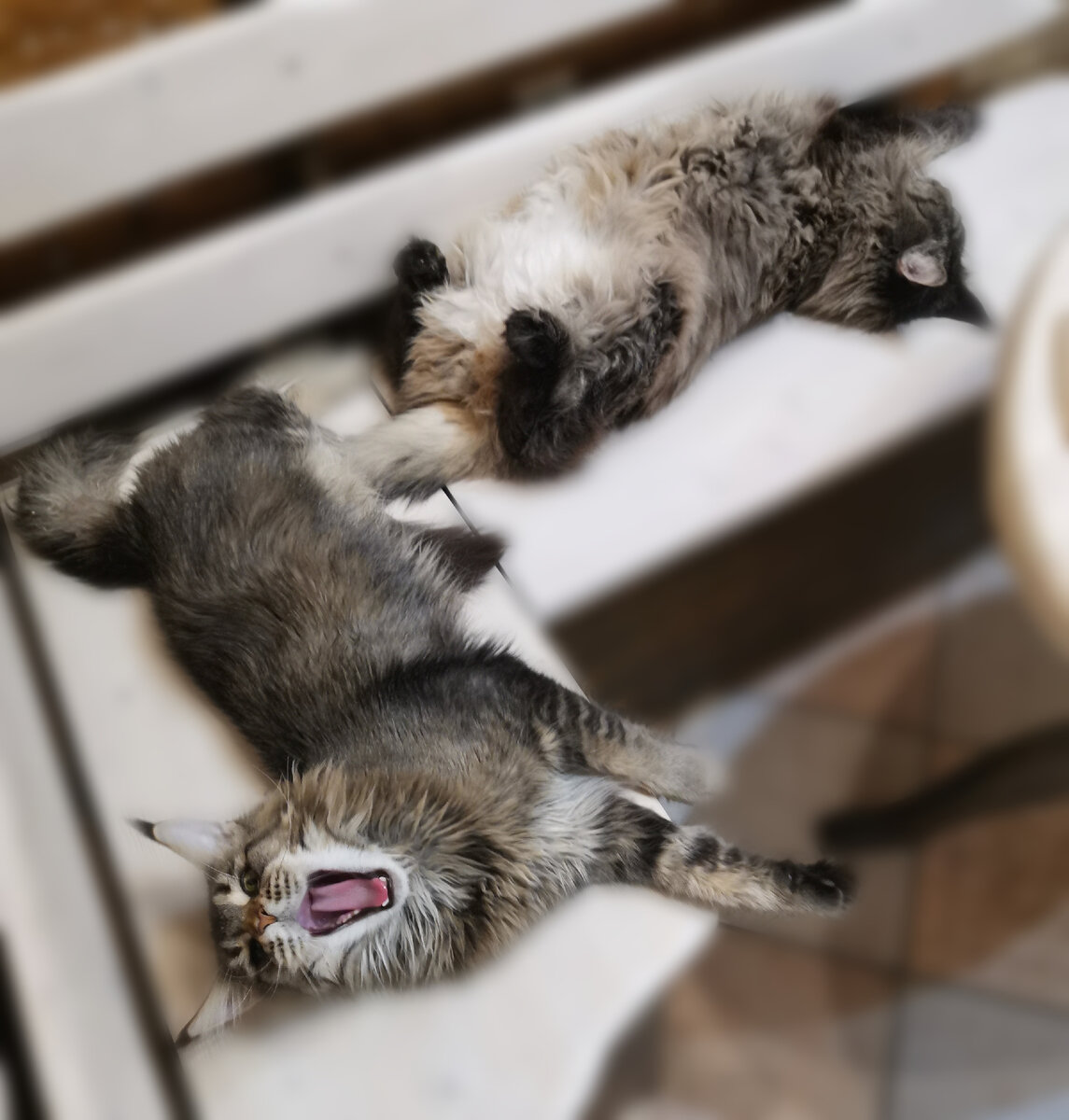 Рейн и Джоник