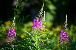    Фото: parfum-asmodeus.ru Анна Норкина