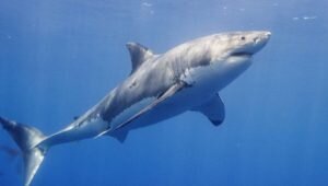    Фото: Faktoved.ru Мария Скорина