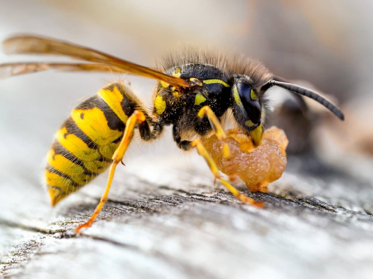 Вязание мушки Мушка из пенки Оса (Foam Wasp Fly)