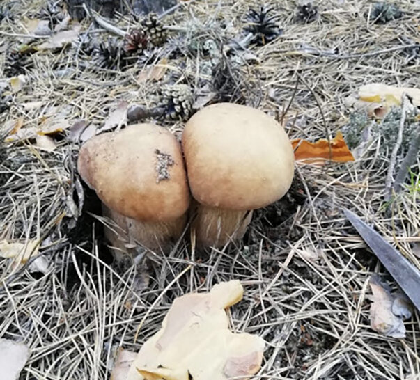 Какие красавцы!