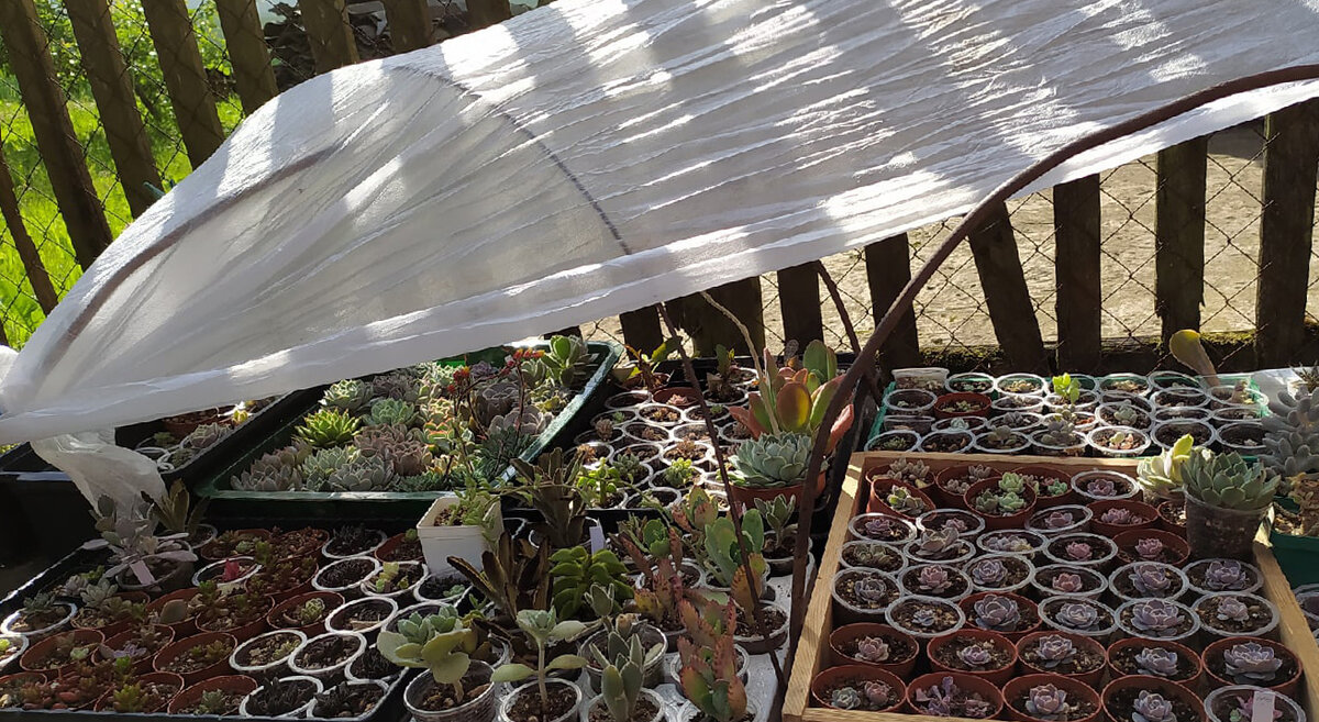 То притени, то, наоборот, выстави на солнышко