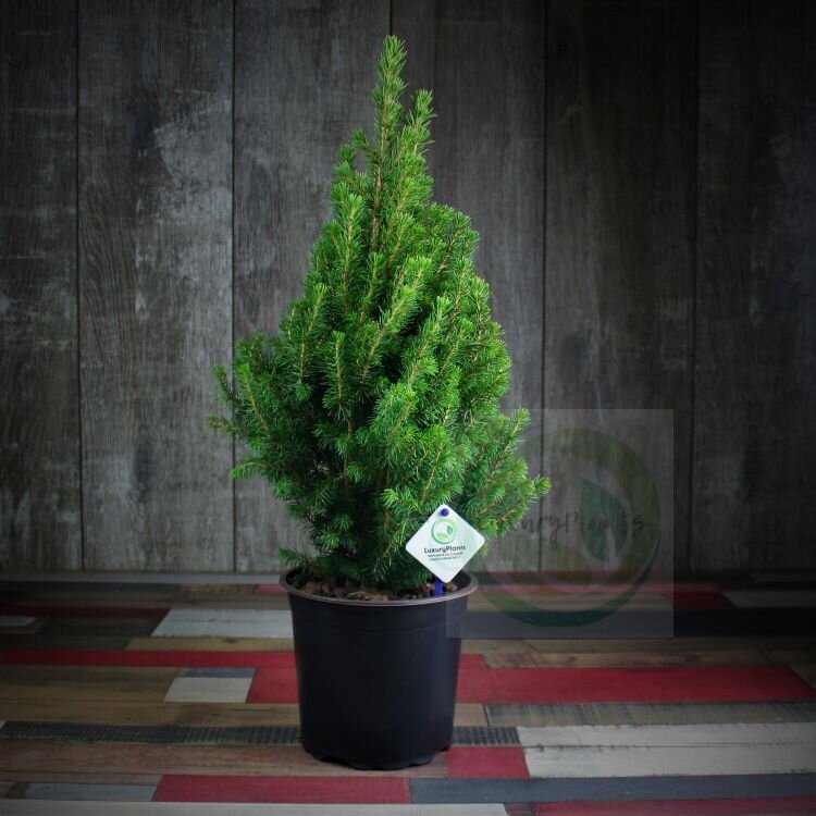 Прелесть, что такое!