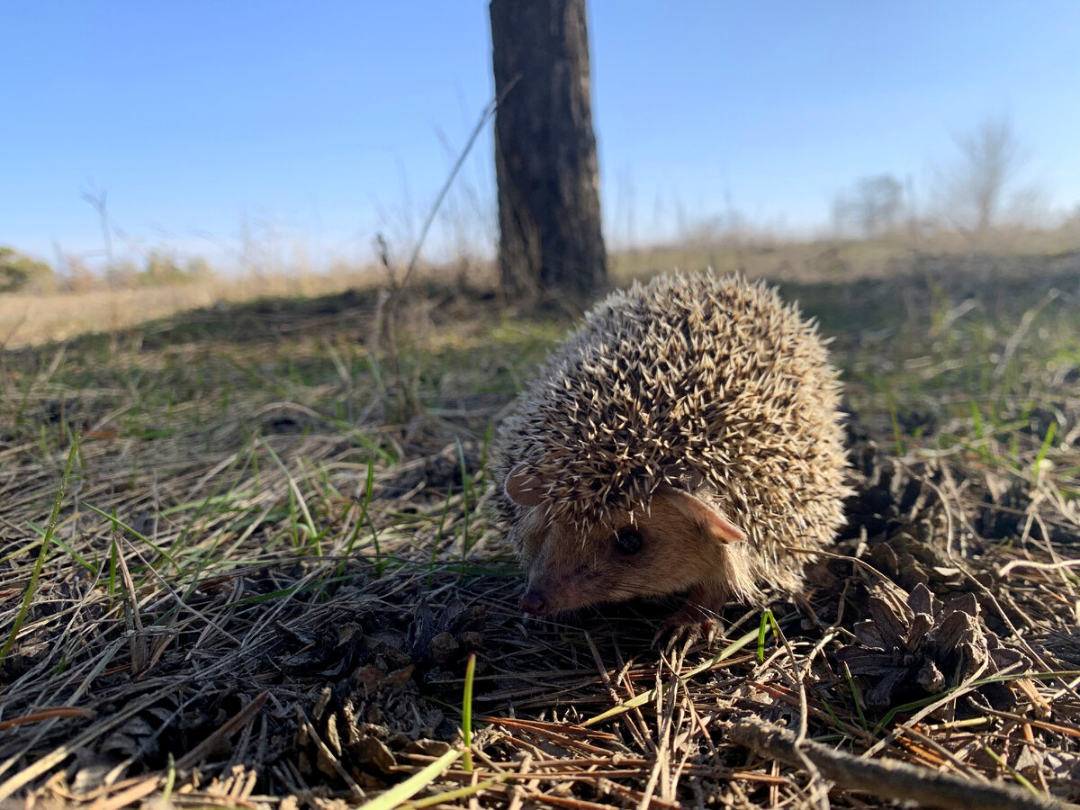 таежский еж. простой ежик. ежик на даче. ежик. еж рисунок карандашом.