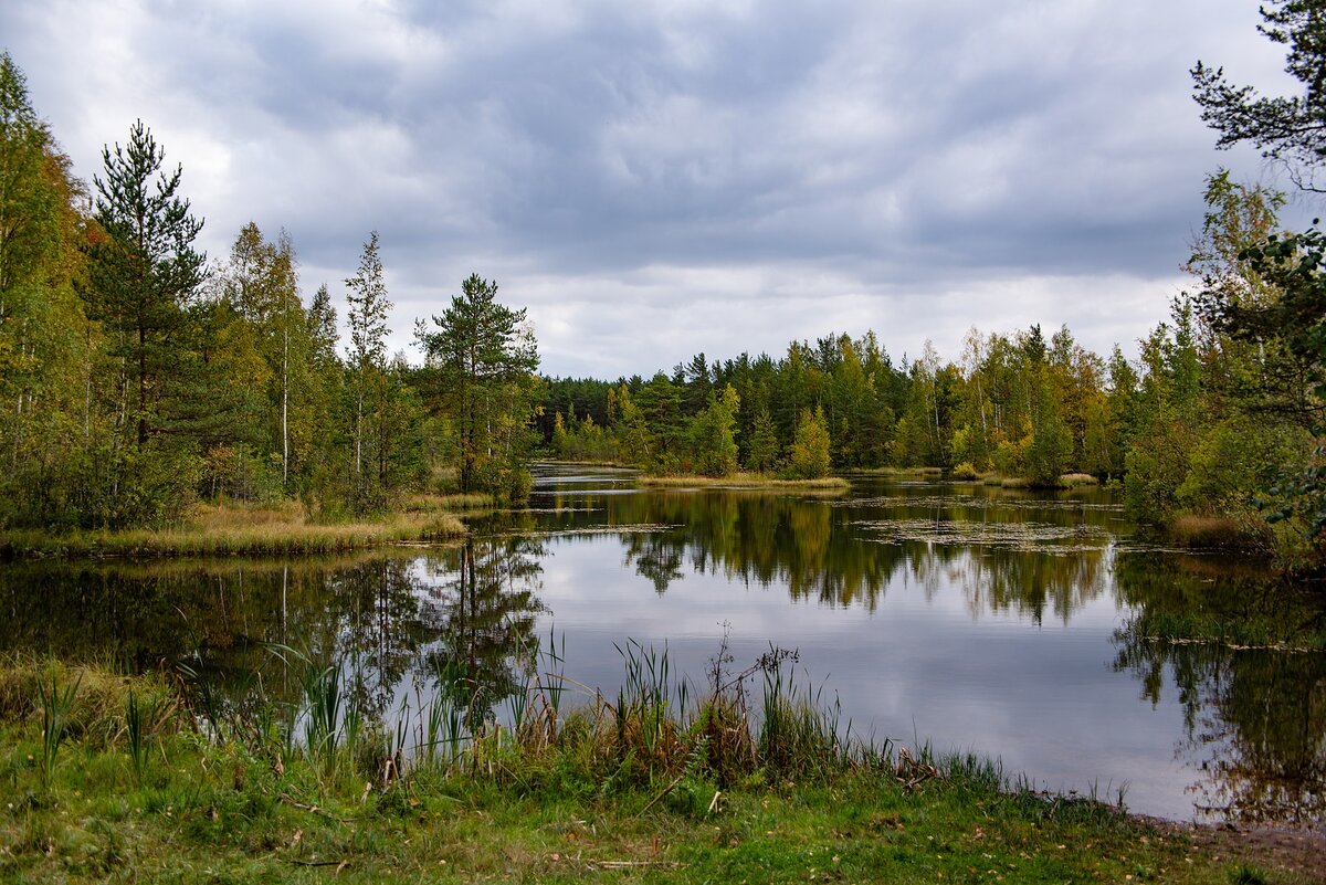 Экотропа на Сестрорецком болоте. Фото с сайта https://commons.wikimedia.org/