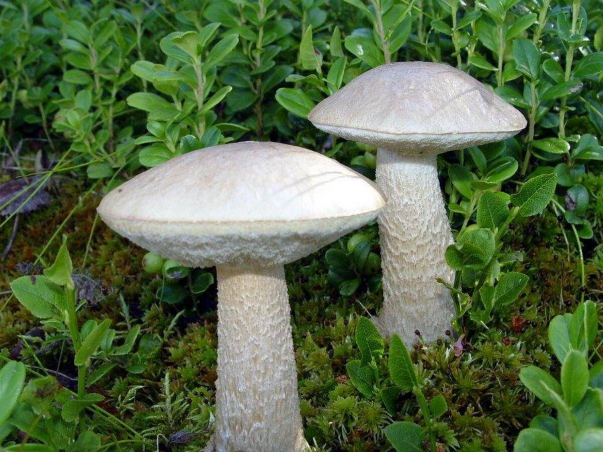 Подберезовик болотный Leccinum holopus