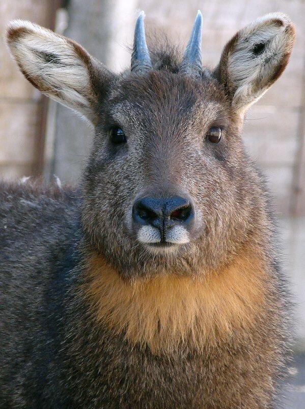 Фото амурского горала. Амурский горал. Амурский горал Nemorhaedus caudatus. Гималайский горал. Восточный горал Амурский.