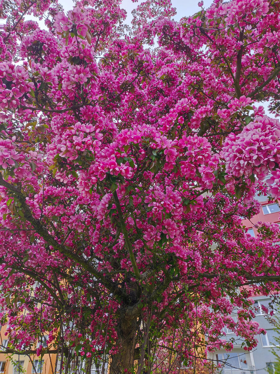 Фото автора: цветущее дерево у нас во дворе