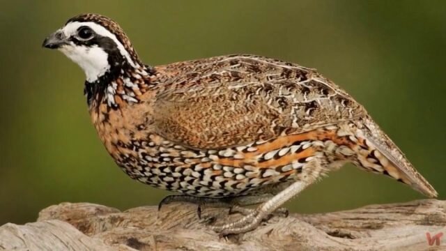 Декоративный виргинский перепел 