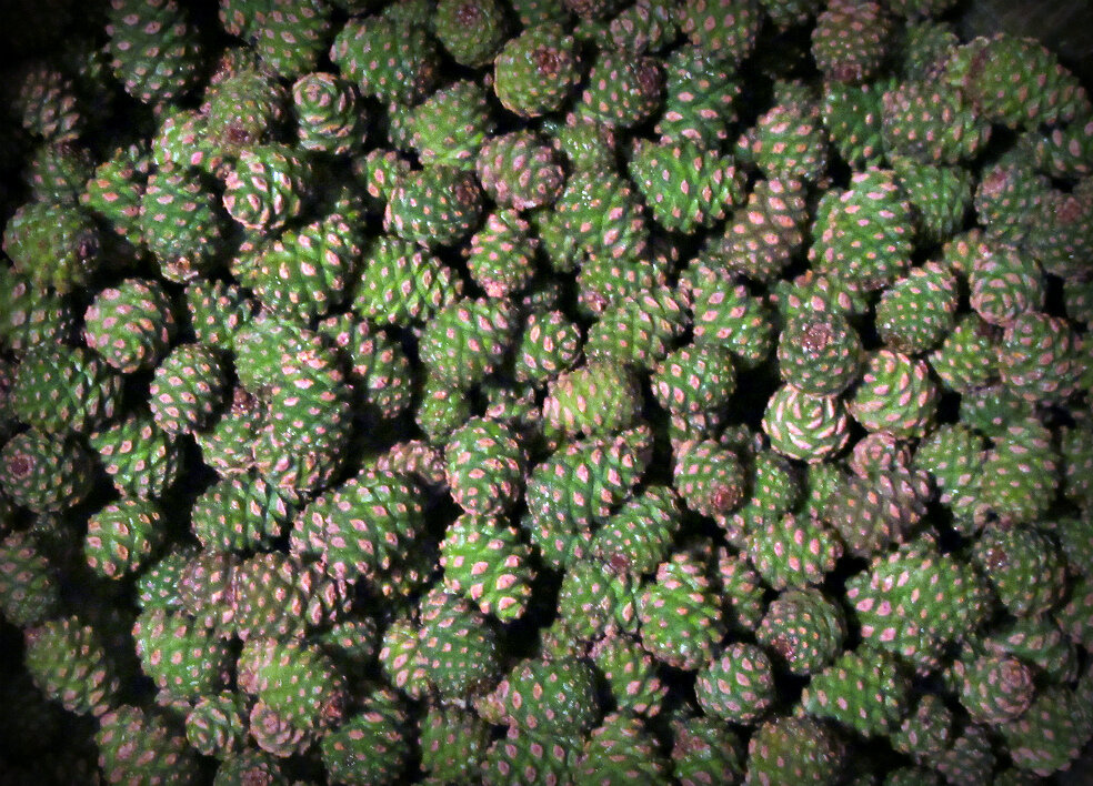 Подготовленные к варке шишки.