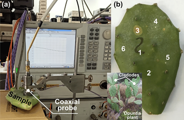   Эксперимент по определению диэлектрической проницаемости кактуса / ©AIP Publishing
