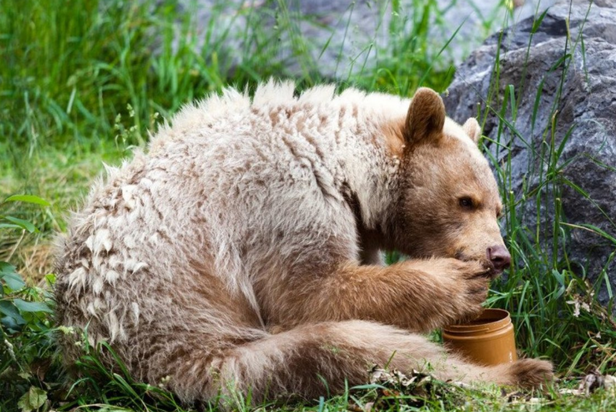 Все медведи любят мед. Фото: celes.club