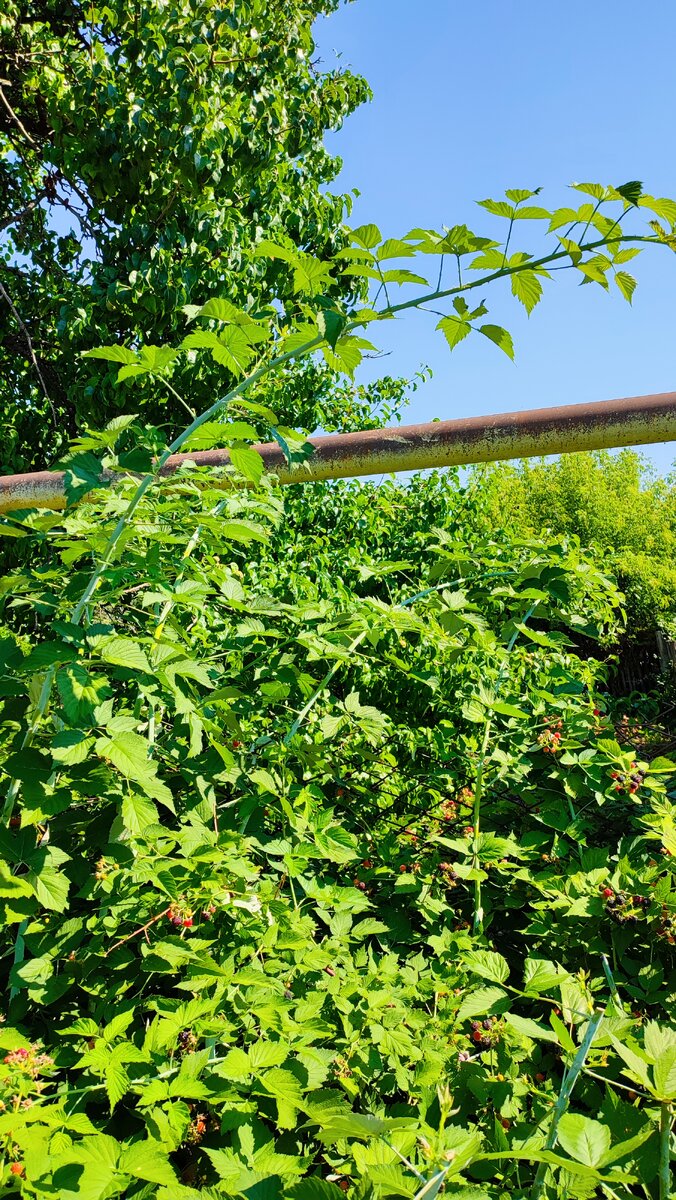 Фото автора... Вот она  , основная ветка может вырасти и до 3-4 метров запросто.  Если она коснётся земли, то на верхушке появляются корни. 