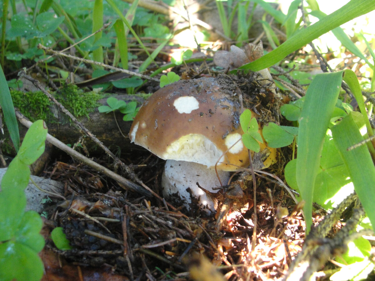 Фото Лидии Бам и Старого Солдата.