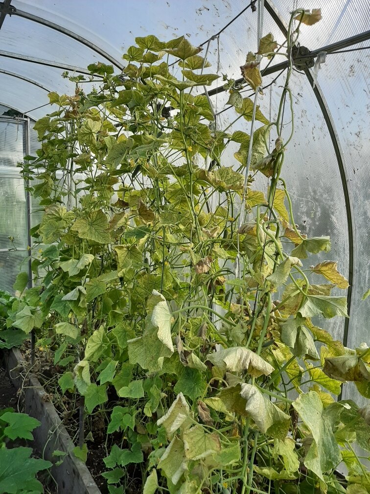 Печальная картина на месте бывших зеленых джунглей