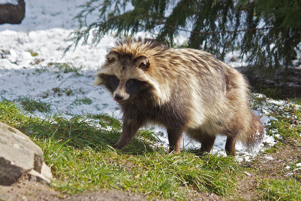 Енотовидная собака, она же «енотка» "Nyctereutes procyonoides" 