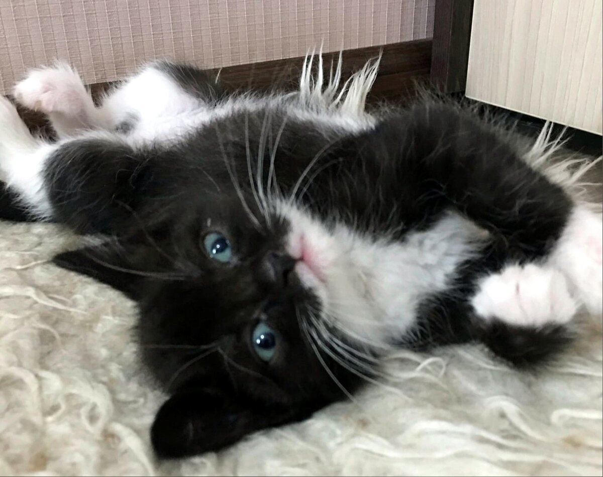 И это чудо, найденное в траве, уже дома благодаря Даше.