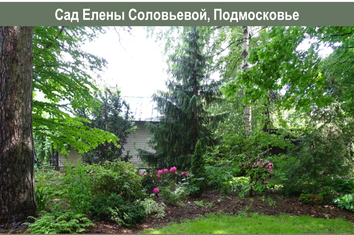Помогите спасти мой кипарис!!! * - Комнатные растения и цветы - Форум на gkhyarovoe.ru