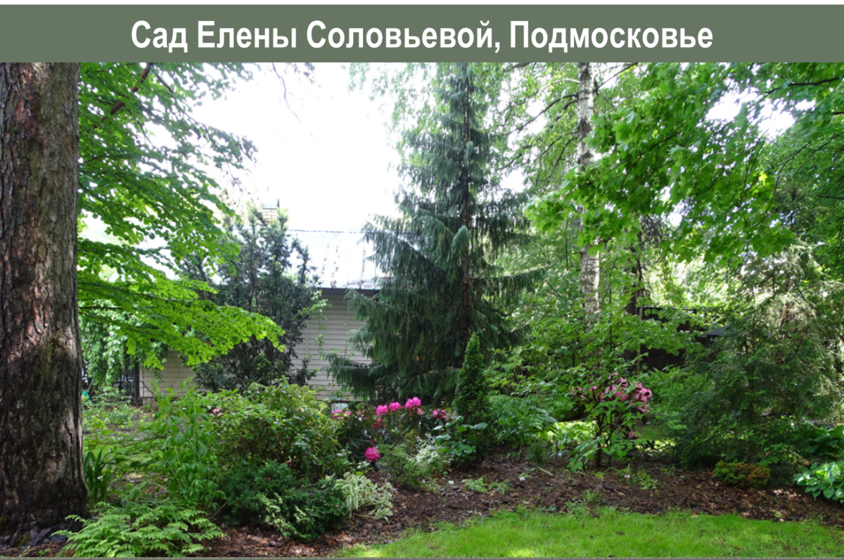 О зимостойкости хвойных: кипарисовики моего сада и не только | Сад под  Петербургом | Дзен