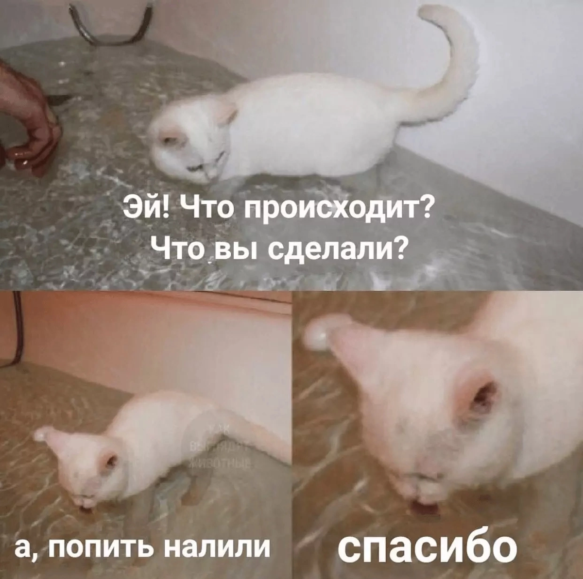 Два кота в пакете. Котенок котэ поп ит. Кошка с зелеными глазами. Котья жепка. Котенок котэ поп ит.