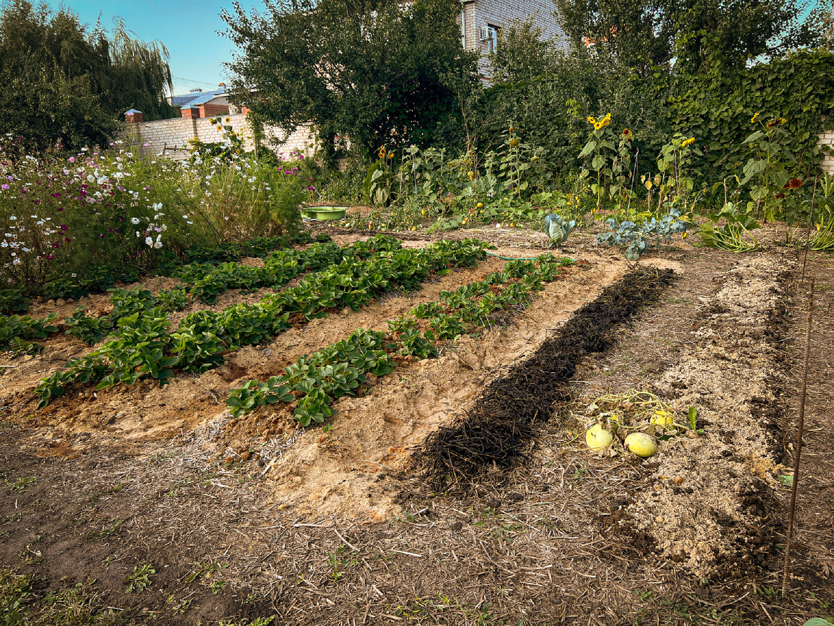 Мульчирование растительными остатками. 