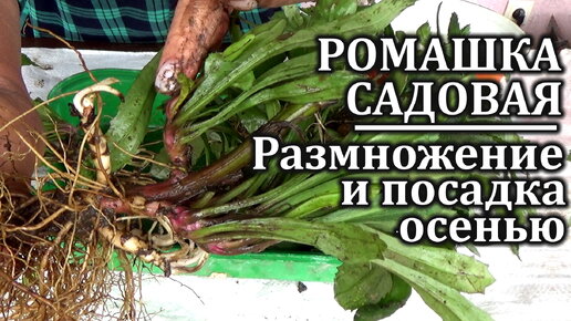 Download Video: Как я рассаживаю, размножаю РОМАШКУ САДОВУЮ осенью