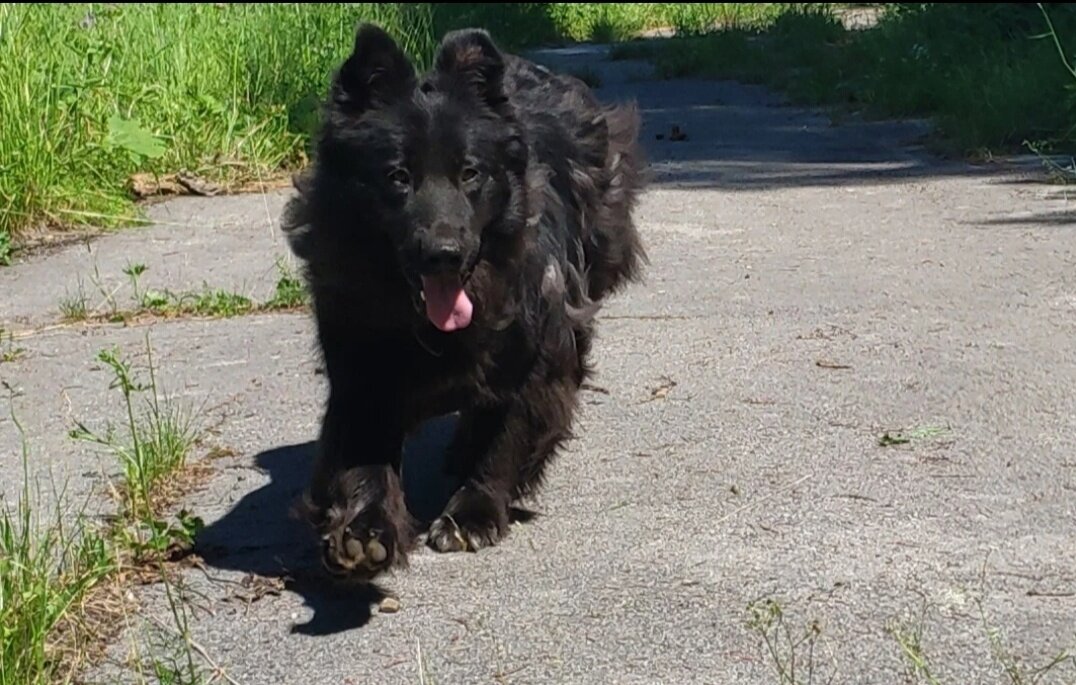 Удлиненная, густая шерсть черного цвета