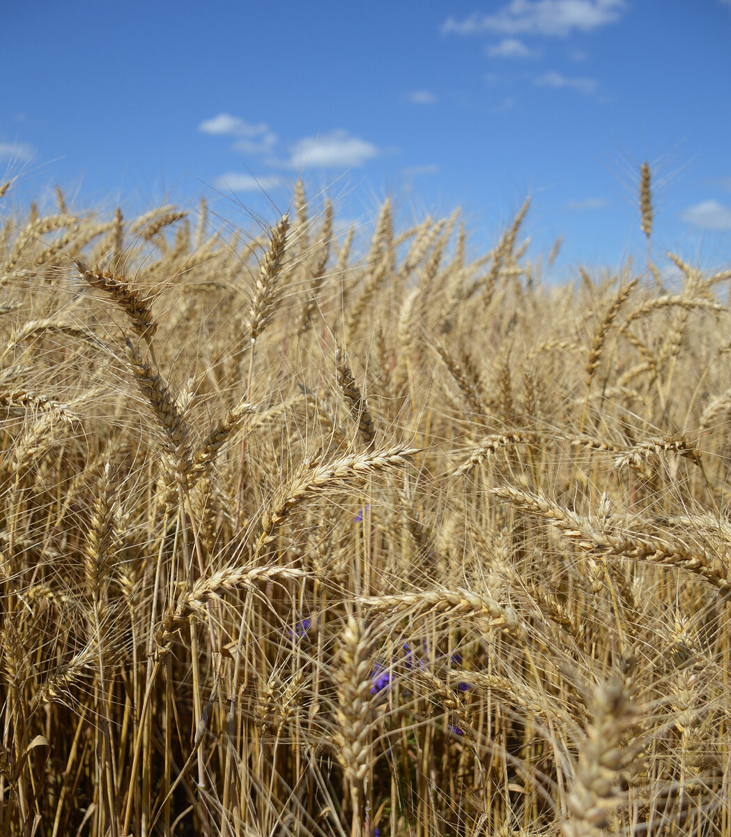 Все фотографии в статье мои