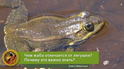 Чем жаба отличается от лягушки? Почему это важно знать? | Видео 🎥