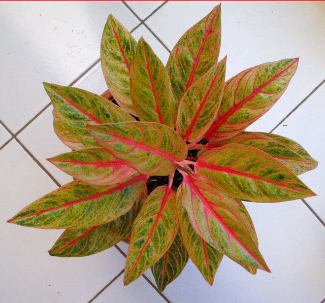 Aglaonema Petita