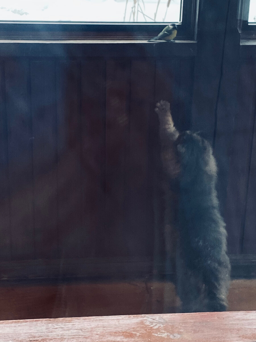 Хозяин, достань мне вот ту игрушку!