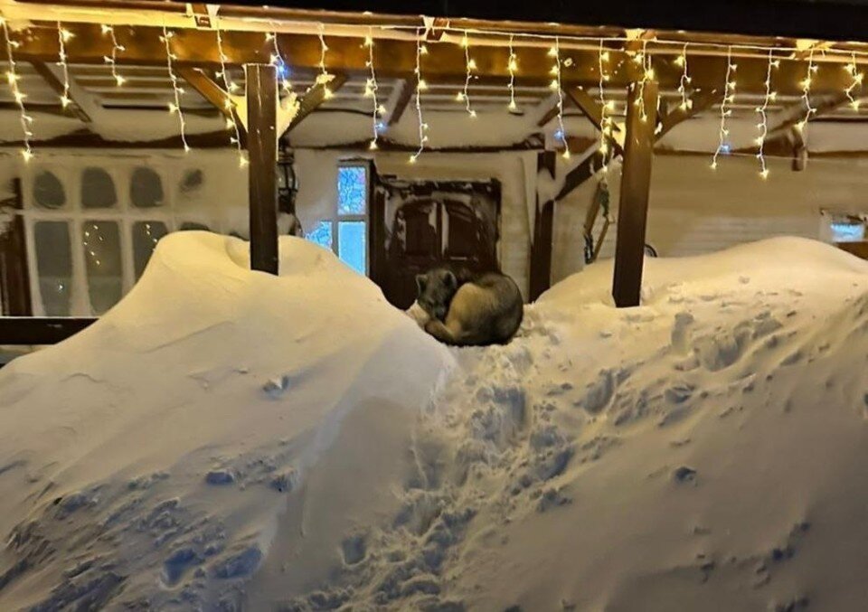     Фото и видео: t.me/anabarskiogni