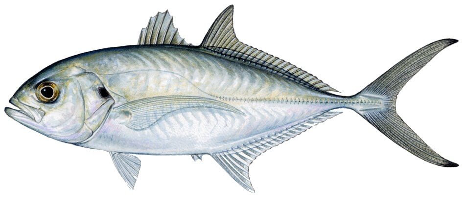 Caranx crysos