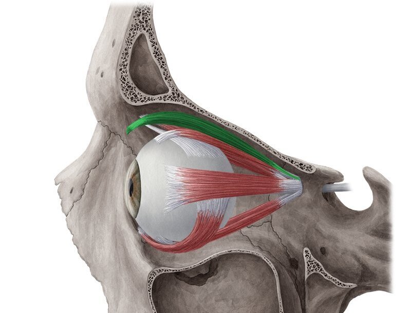 Глазодвигательные мышцы и мышца, поднимающая веко (выделена зеленым на рисунке) 