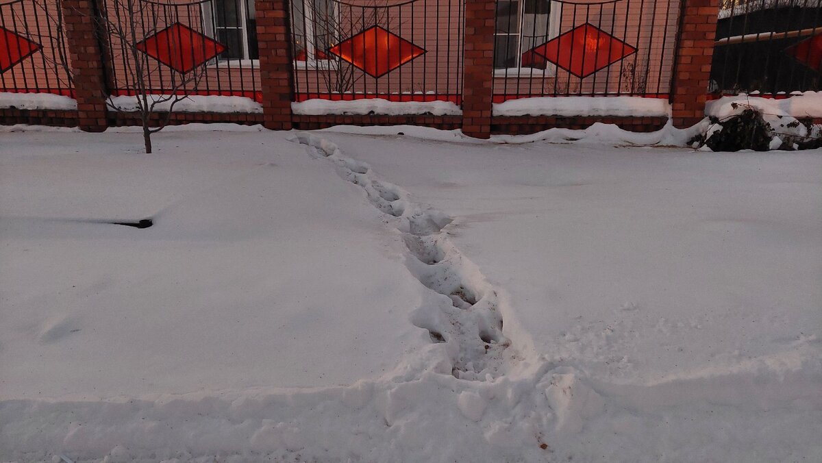 Это наш забор и следы. Кто-то сильно любопытный в окна заглядывал.