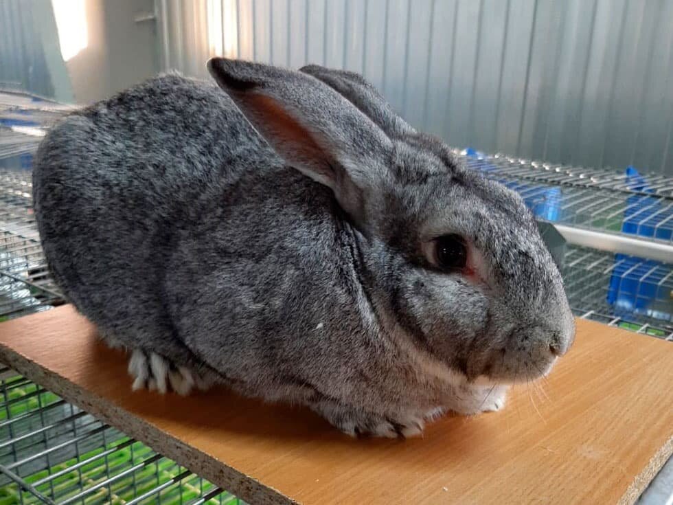 Советская шиншилла. Или нет? Кто там разберёт. 