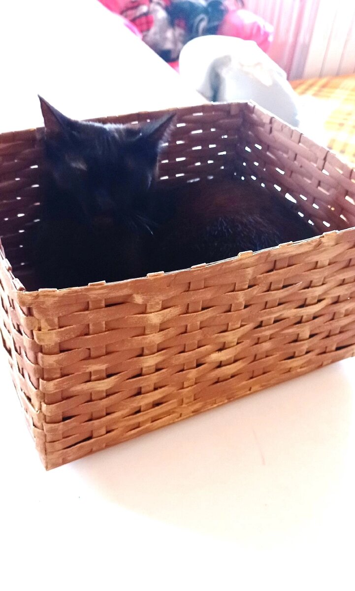 Корзинка для кошки Ночки, сплела дочка, не изучая никакой техники, первая её корзинка, простое по тени из плоских трубочек